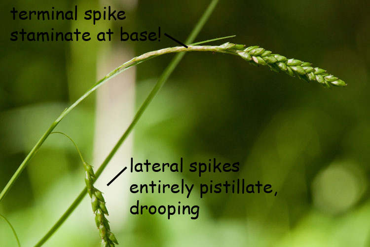 Carex gracillima
