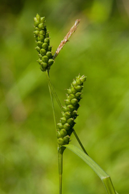 Carex granularis