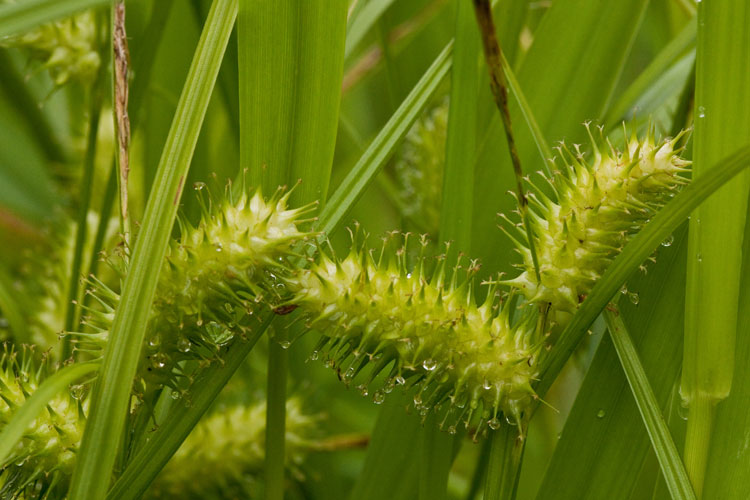 Carex lurida