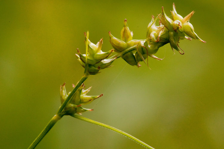 Carex retroflexa