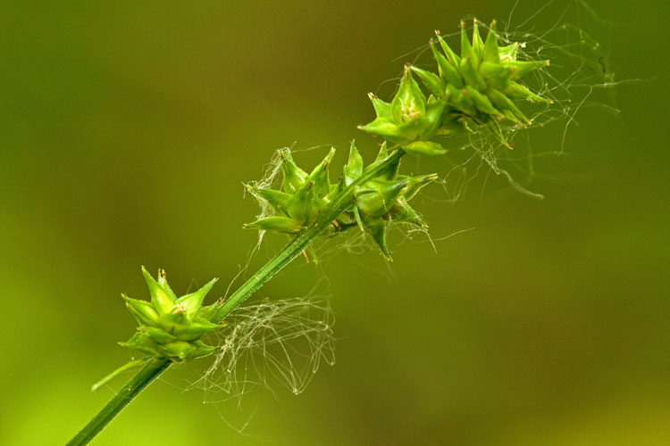 Carex rosea