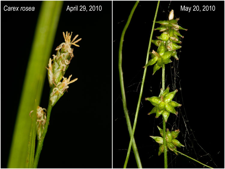 Carex rosea flowers and fruit