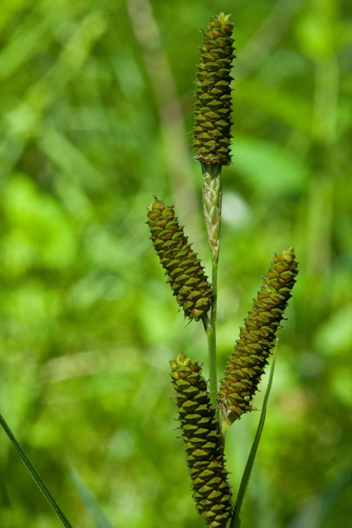 Carex shortiana