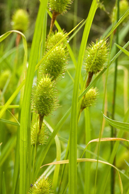 Carex squarrosa