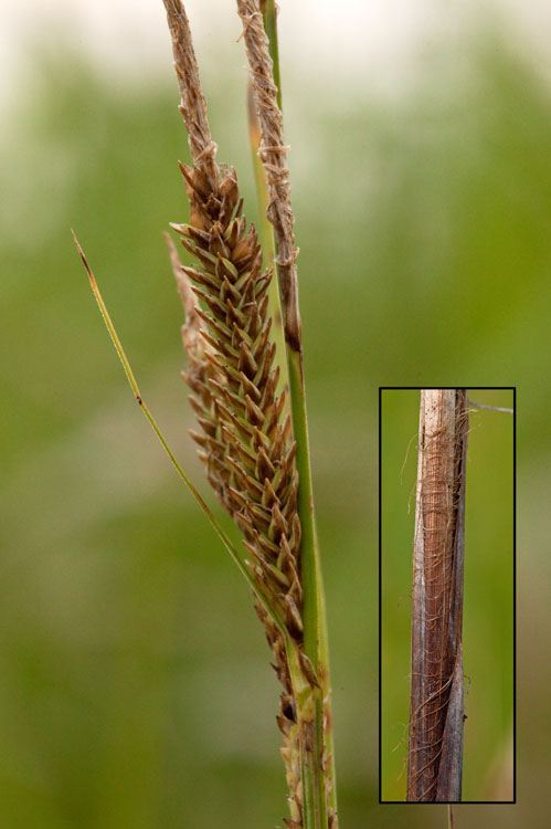 Carex stricta