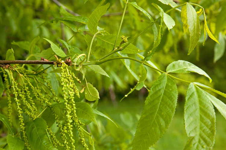 biternut hickory