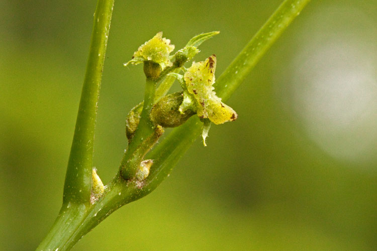 bitternut hickory female flower