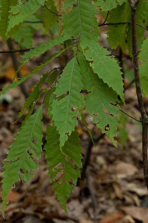 Castanea dentata