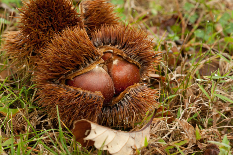 Castanea mollissima