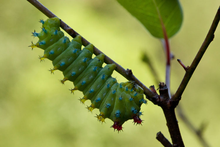 cecropia caterpillar