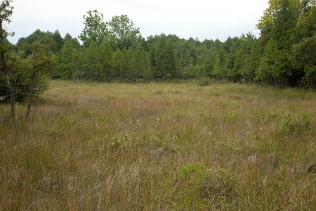 Cedar Bog fen