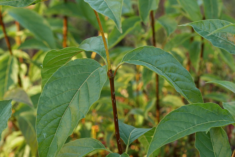 buttonbush leaves