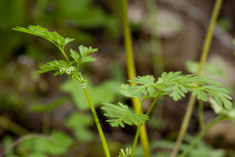 wild chervil