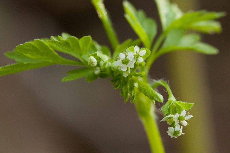 wild chervil flowers