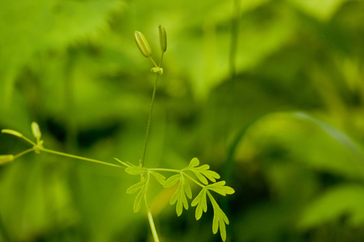 wild chervil fruit