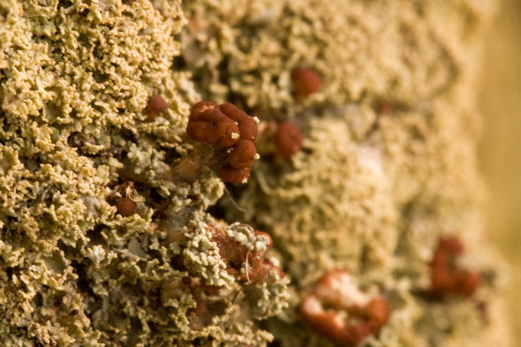 Cladonia caespiticia