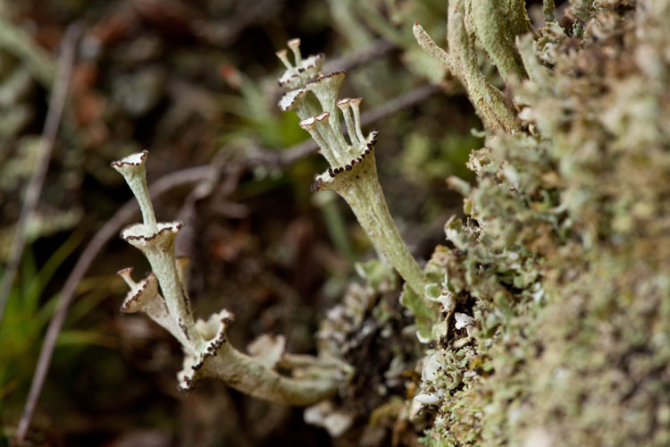 ladder lichen