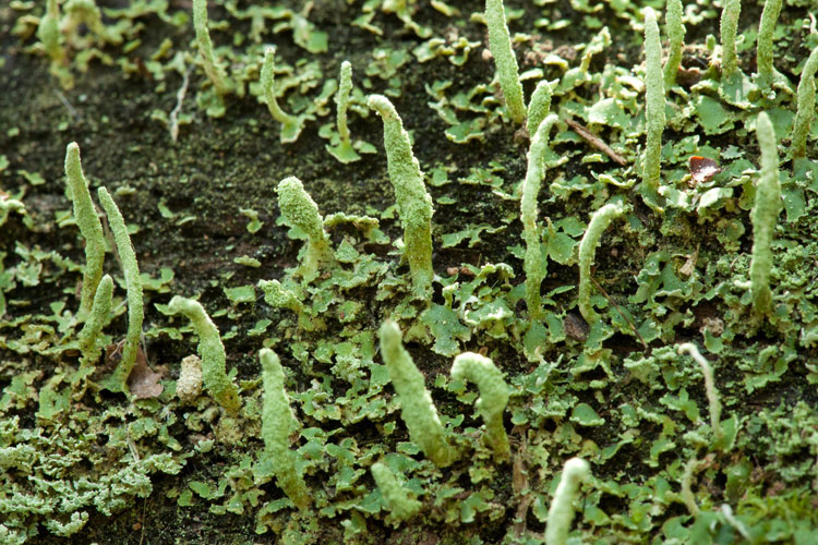 Cladonia coniocraea