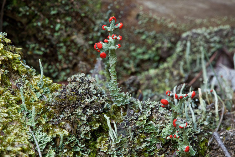 British soldiers lichen