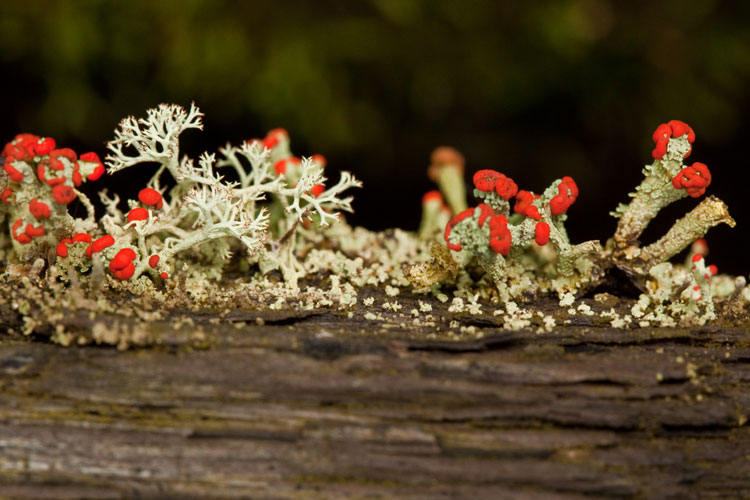 Cladonia cristatella