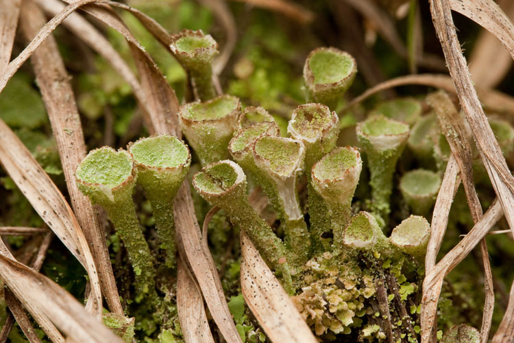 cup-forming cladonia