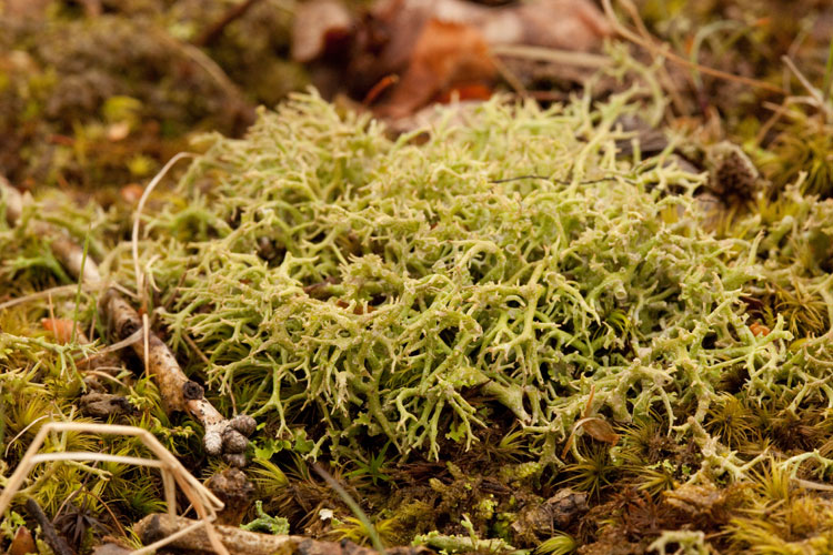 Cladonia furcata