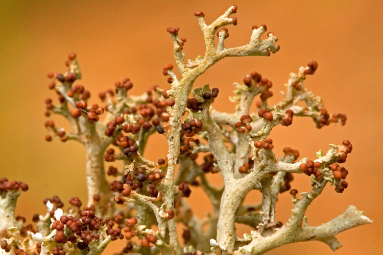 Cladonia furcata with apothecia!