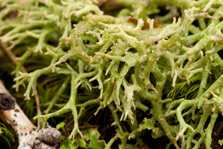 Cladonia furcata