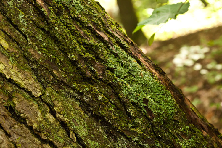 eastern hemlock with Cladonia macilenta