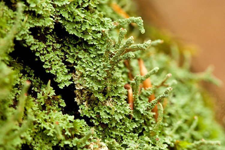 Cladonia macilenta