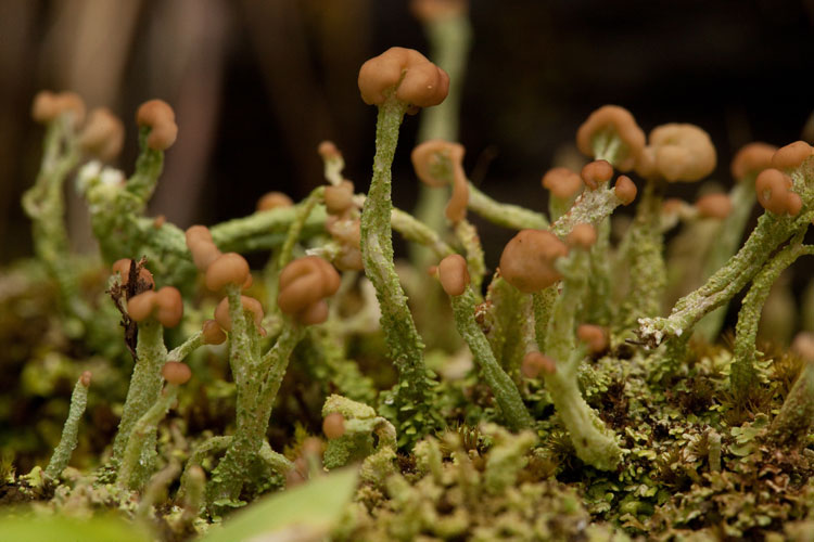 Cladonia pezizaformis