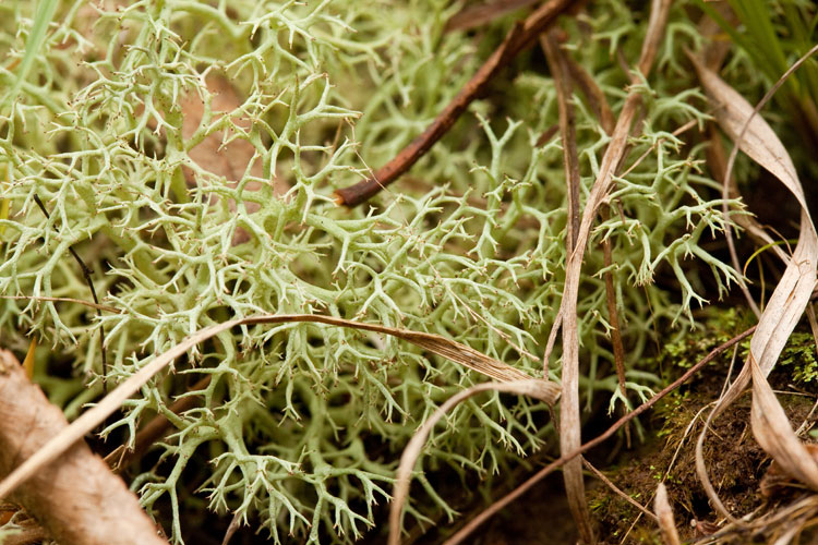 Cladonia suntenuis