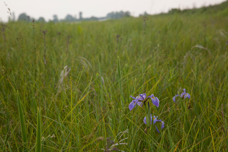 Claridon Prairie