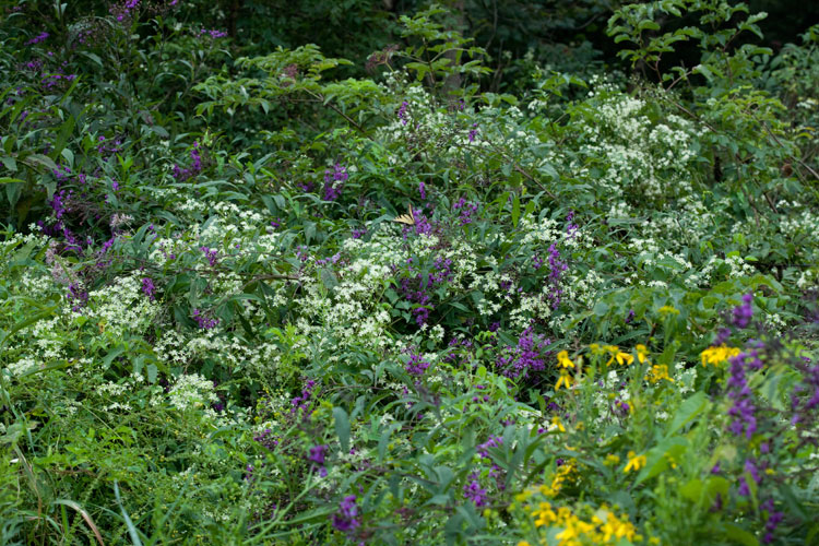 roadside wildflowers