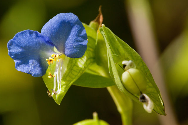 Asiatic day-flower