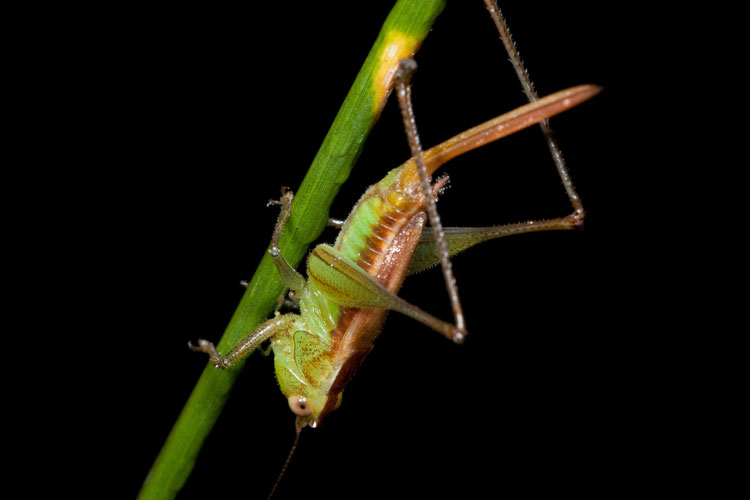 short-winged meadow katydid