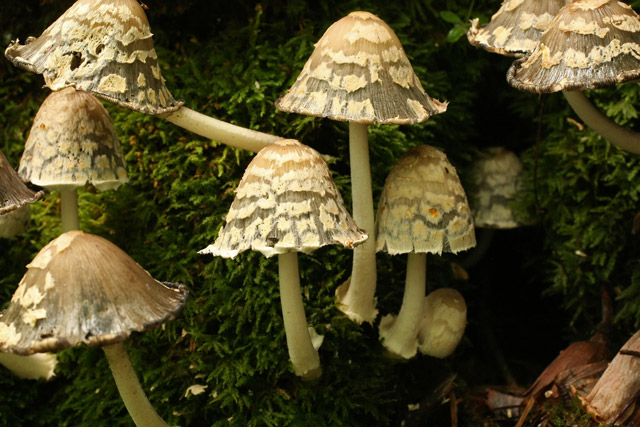 Coprinus quatifidus