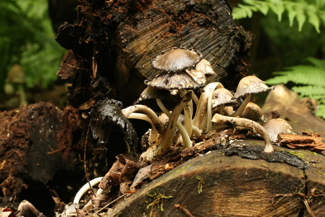 Coprinus quadifidus melting