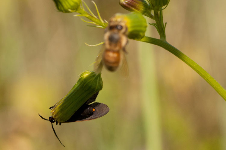 Ctenucid on pilewort