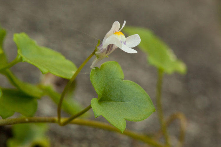 Cymbalaria muralis