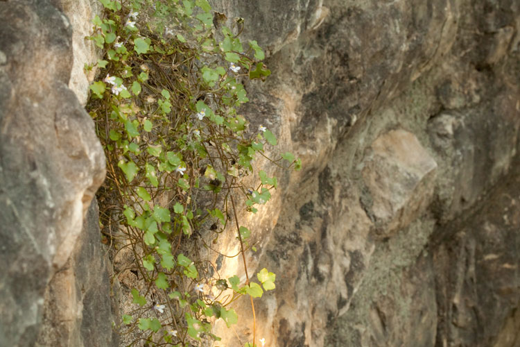 Cymbalaria muralis habitat