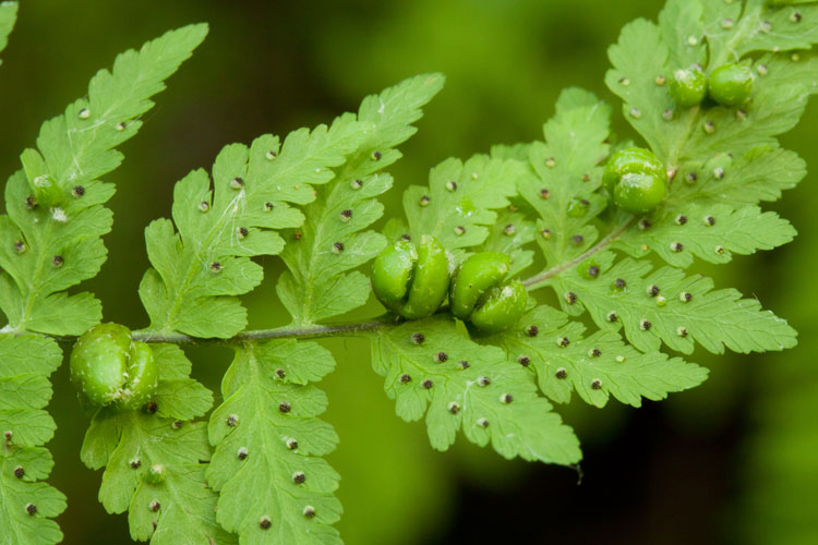 bulblet fern bulblets