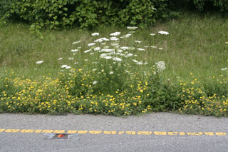 Queen Anne's Lace