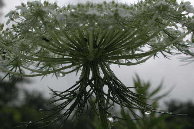 Daucus umbel