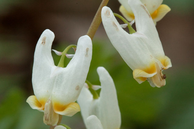 dutachman's breeh flowers