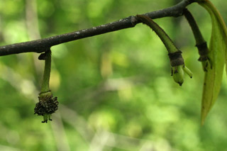 pappaw baby fruits