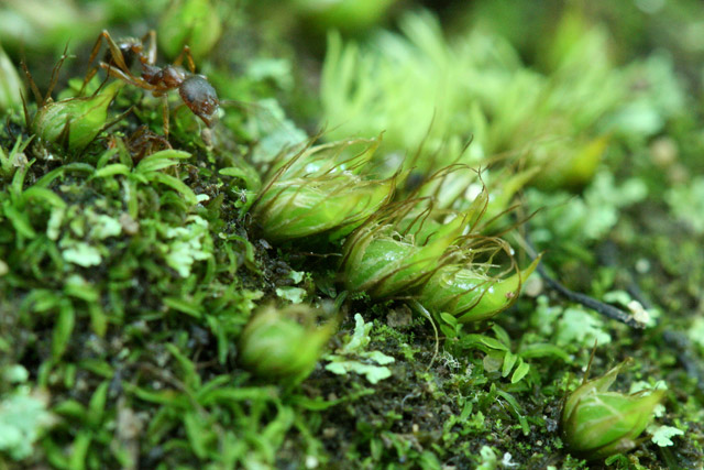 Diphyscium foliosum