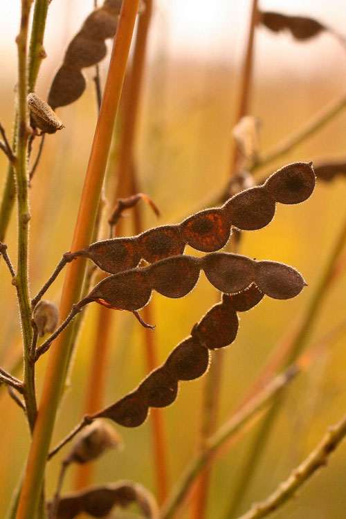 tick-trefoil fruits