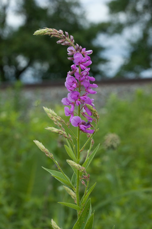 showy tick-trefoil