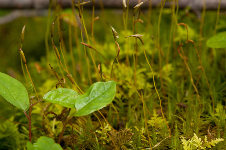 broom moss